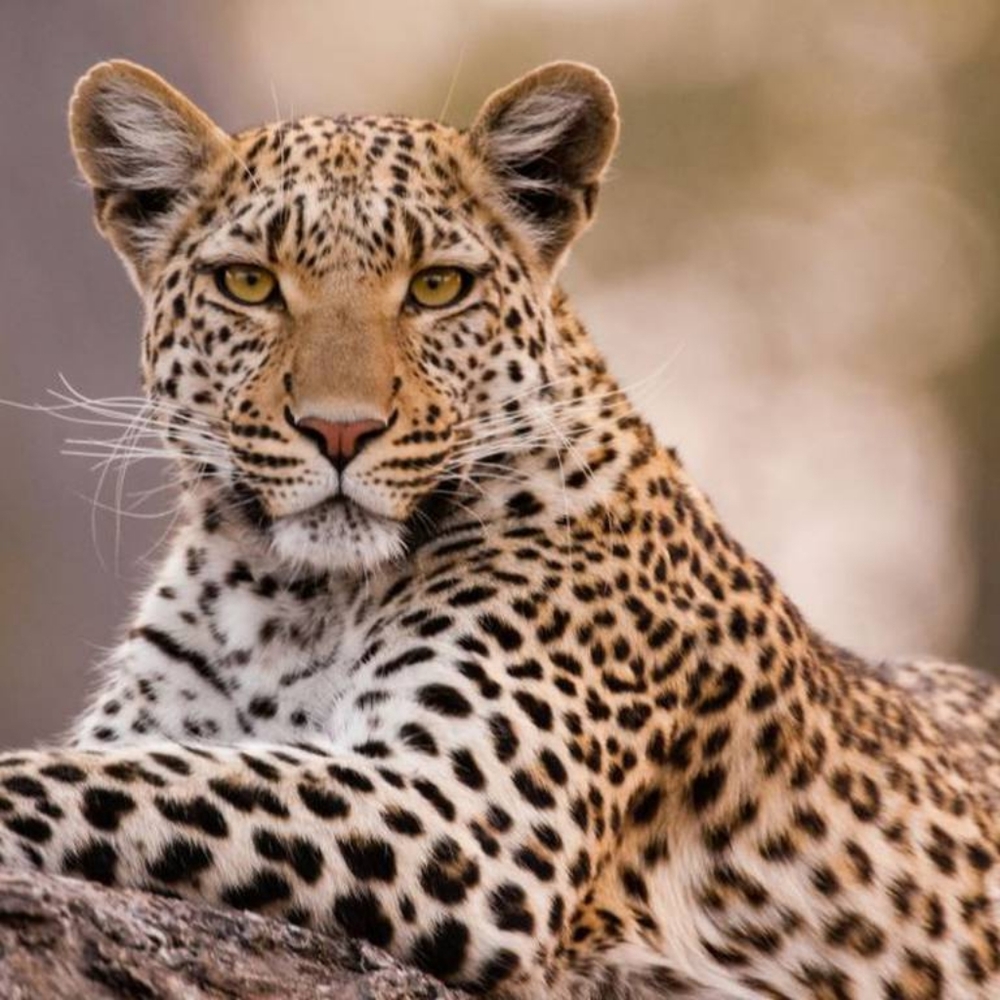 Meet your Posher, Silvia